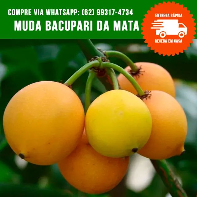 Muda de Bacupari 