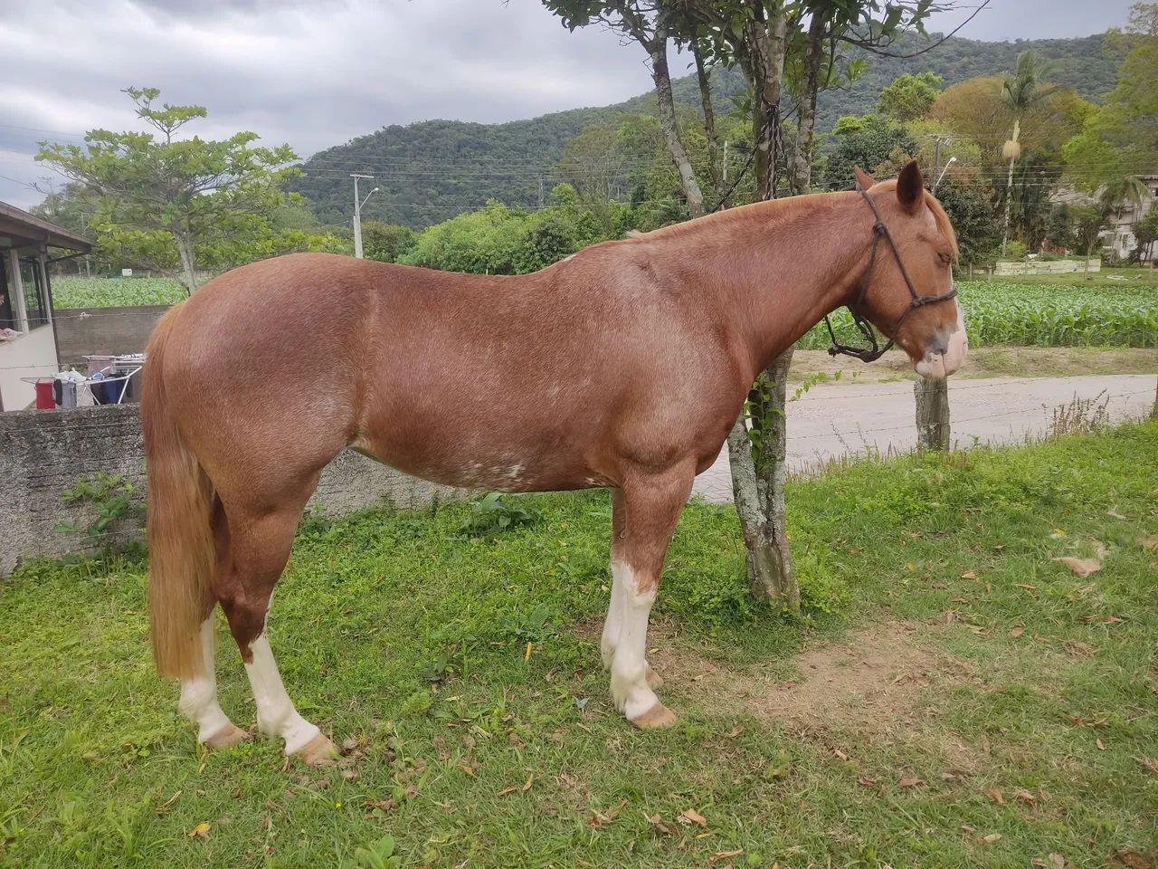 Crioula sem PAPEL  - Foto 3