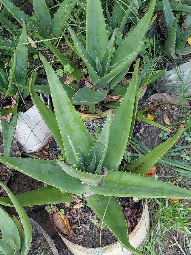 BABOSA MEDICINAL