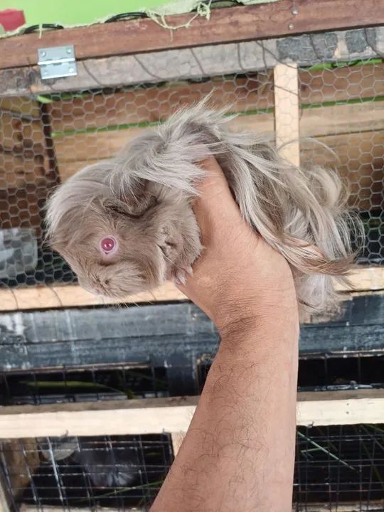 Porquinho da Índia fêmea 