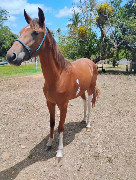 Potra pampa Manga-larga com 1 ano - Foto 3