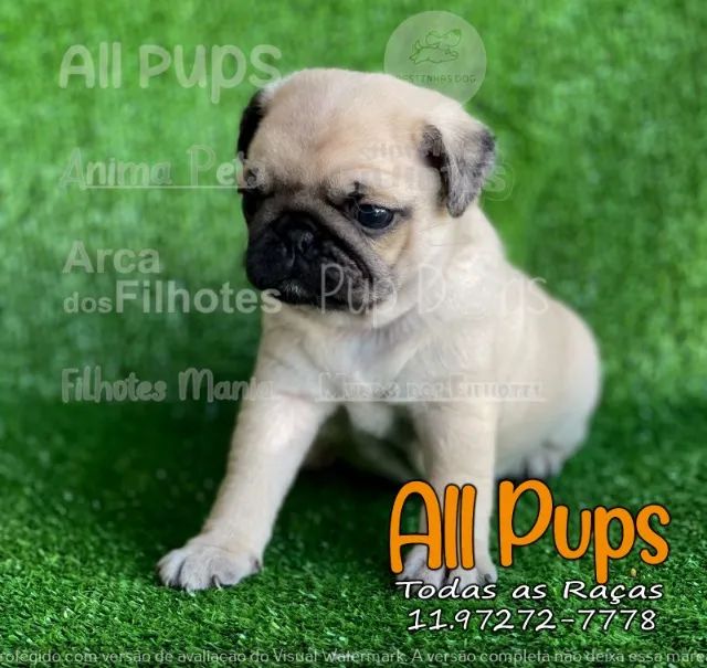 Pug temos lindos filhotes disponíveis na ninhada!