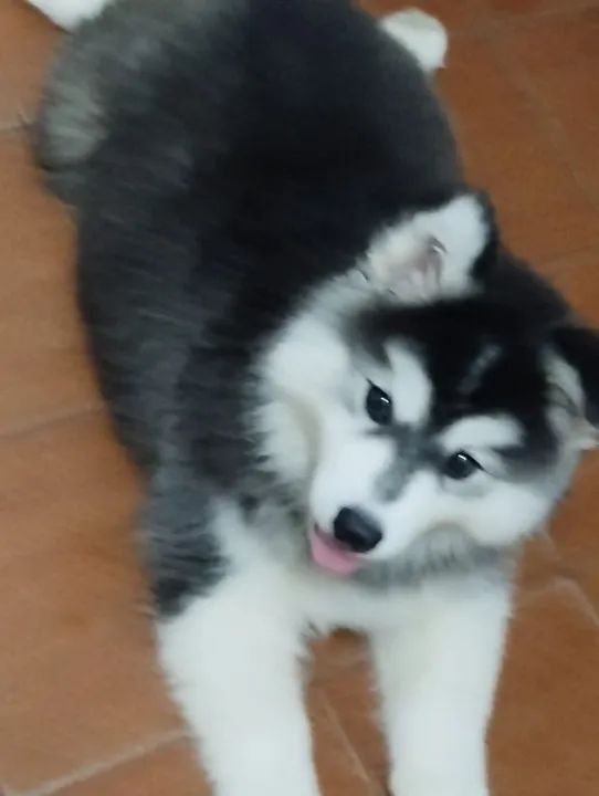 Filhote Husky Siberiano wooly 