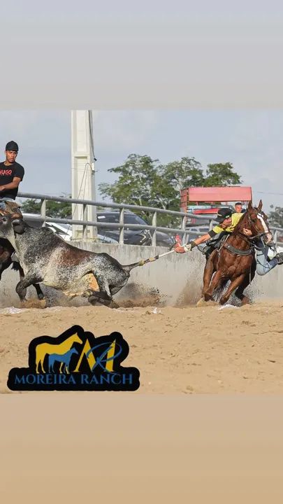 Cavalo de direita PO - Foto 5