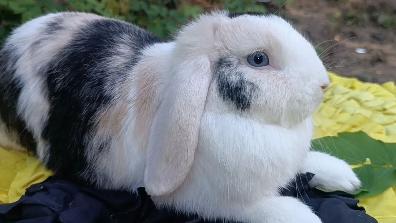 Coelho Mini lop Uruguaio  - Foto 2