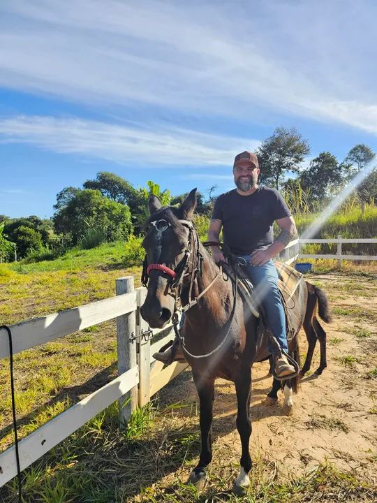 Egua Mangalarga Marchan Picada - Foto 2