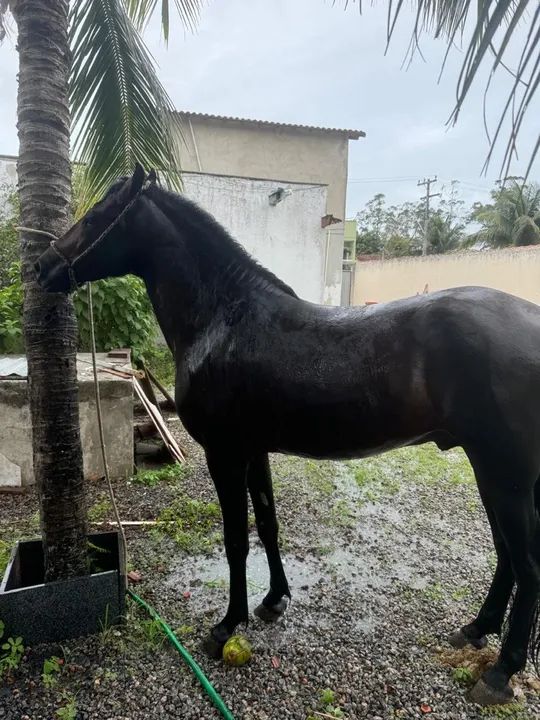 Mangalarga marchador 