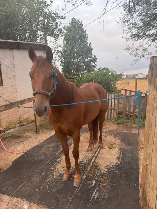 Vendo Quarto de milha