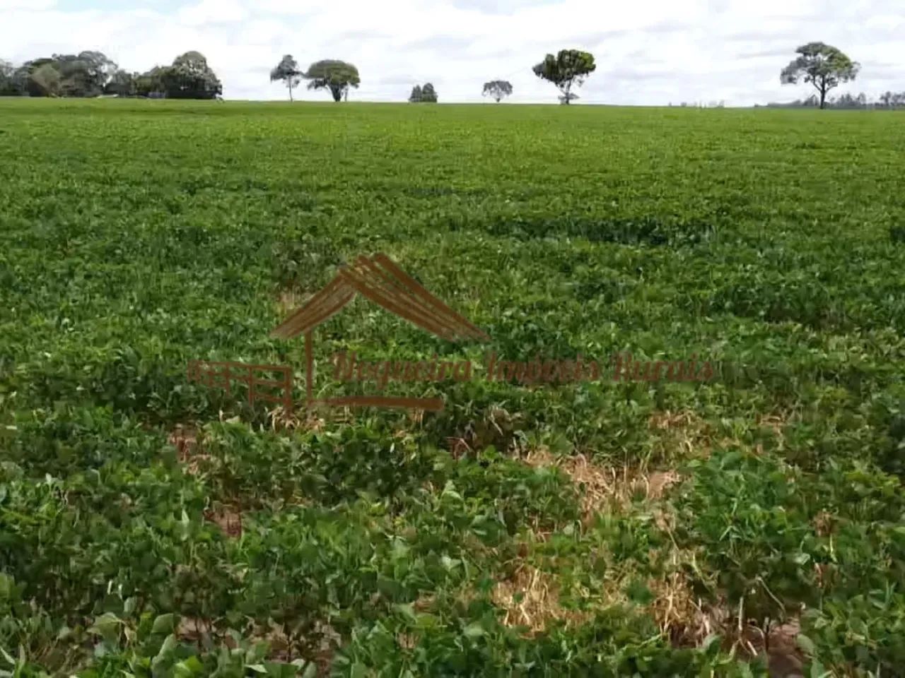 Sítio com 16 Alqueires na Região De Avaré-SP - Foto 11