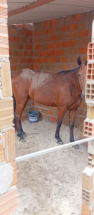 Cavalo. Égua mangalarga  - Foto 4