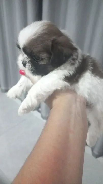 Filhote de Shitzu a venda. - Foto 2