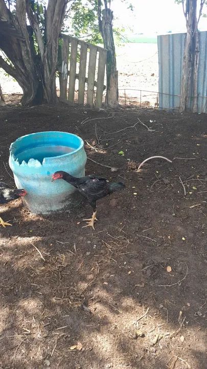 Frango indio otima genética  - Foto 2