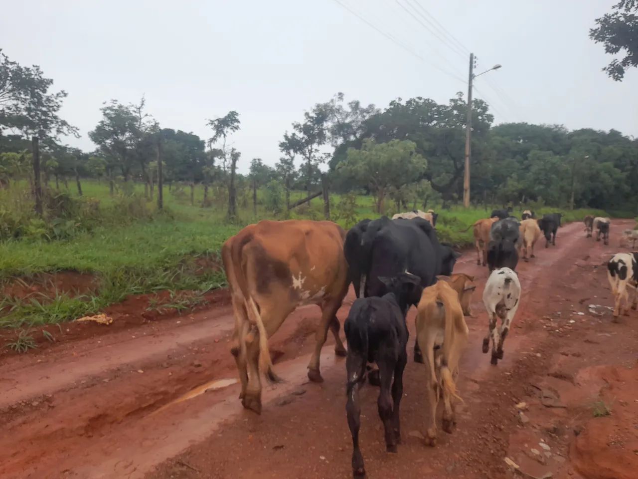  vende-se duas vacas formação Chama no WhatsApp - Foto 3