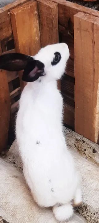 Dois coelhos por 80 - Foto 2