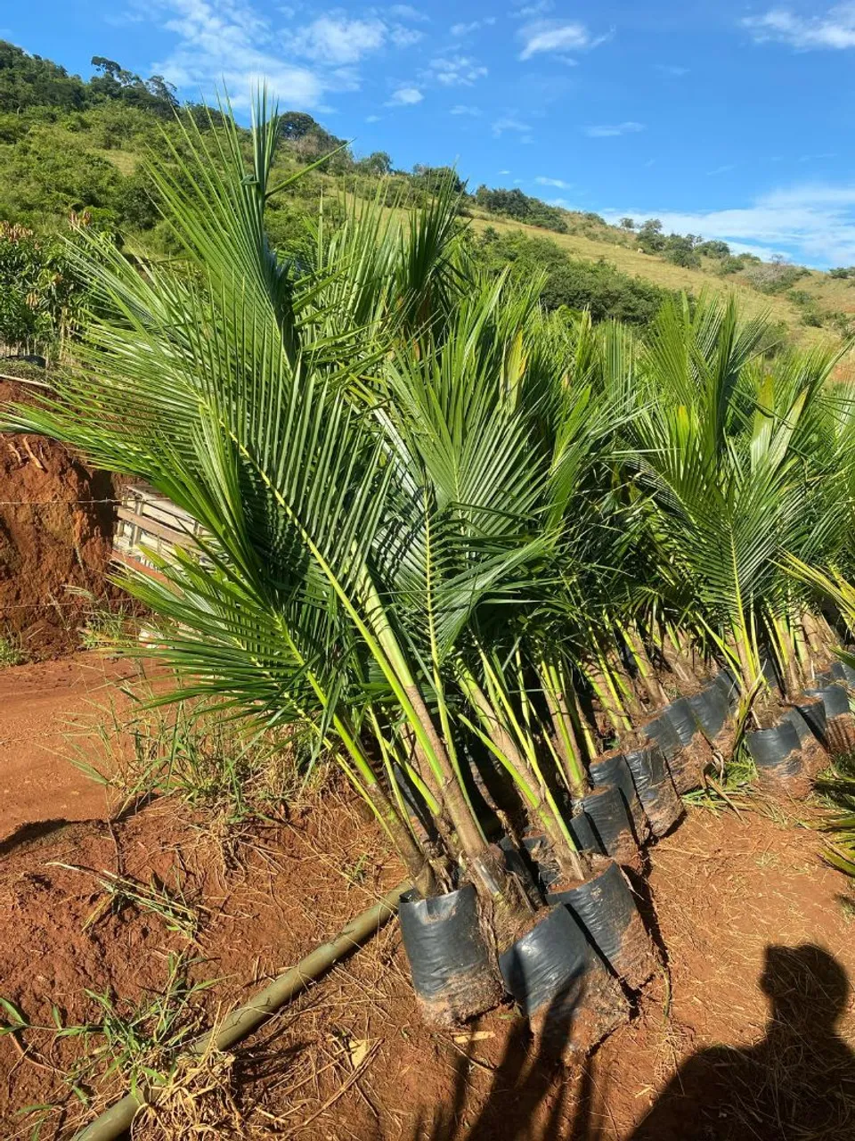 Coqueiros anão plantio .Diversos tamanhos