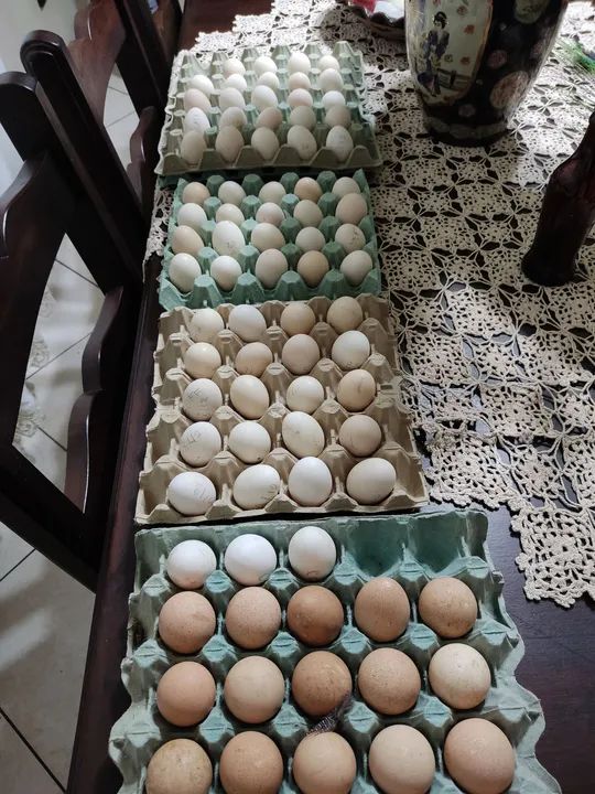 Ovos férteis de sedosas do Japão (Silkie)