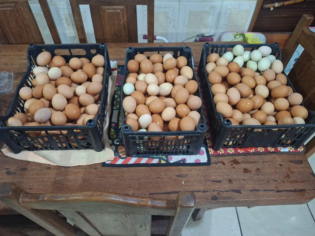 Ovos galados de Isabraw e Araucana ovo azul.