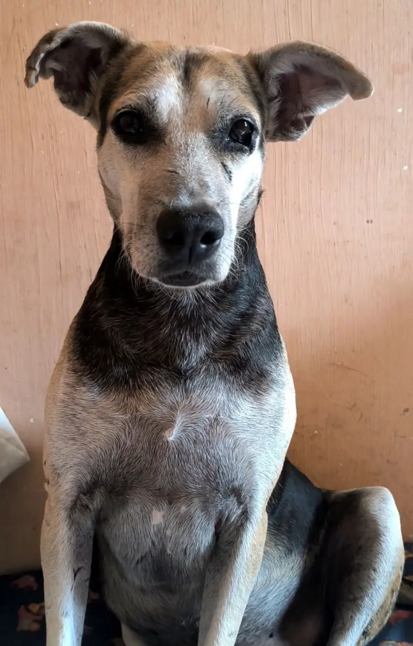 Cãozinho adorável para adoção