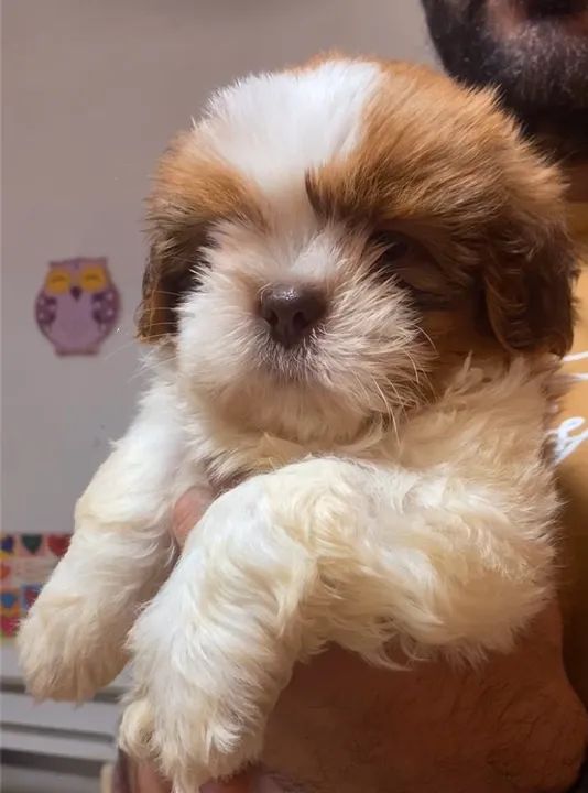 Shih Tzu filhotinho lindo