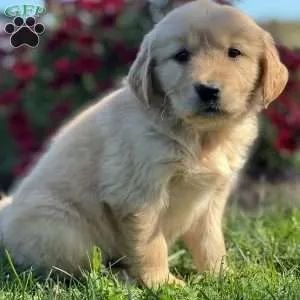 ?Se existe perfeição de quatro patas? é Golden.? ?