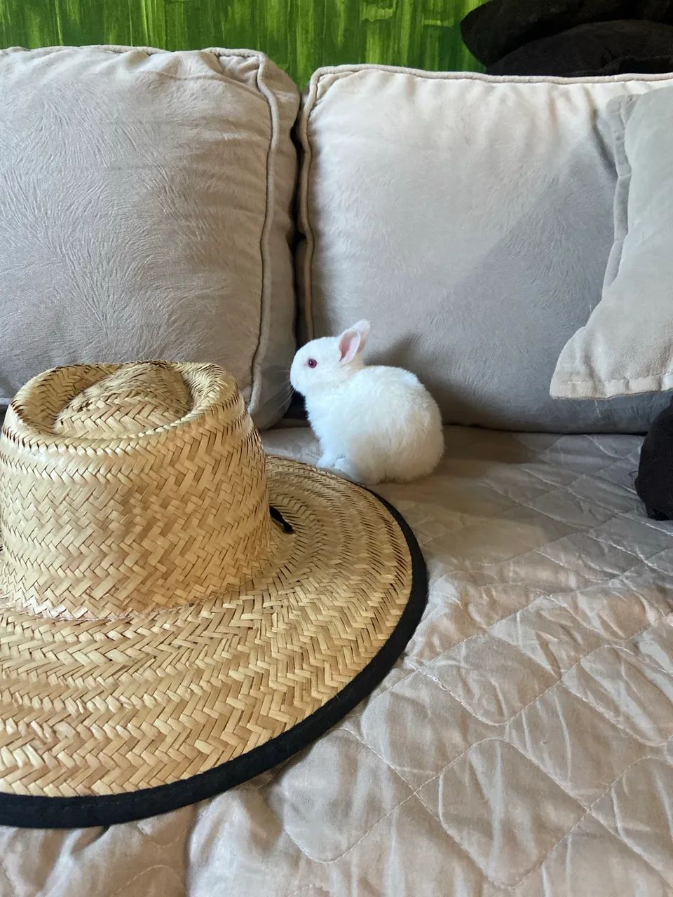 Mini  coelhos  nederland o menor coelho do mundo - Foto 3