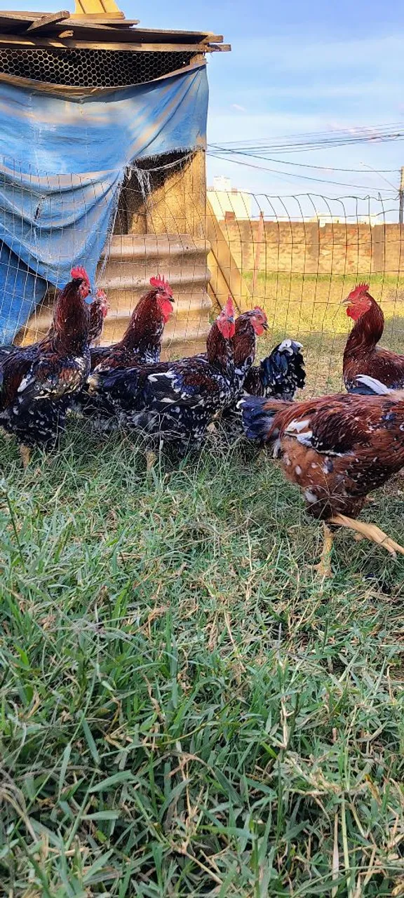 Galinha balão (GSB)
