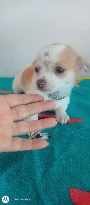 Vendo lindíssima filhote de chihuahua fêmea particular super promoção  - Foto 5
