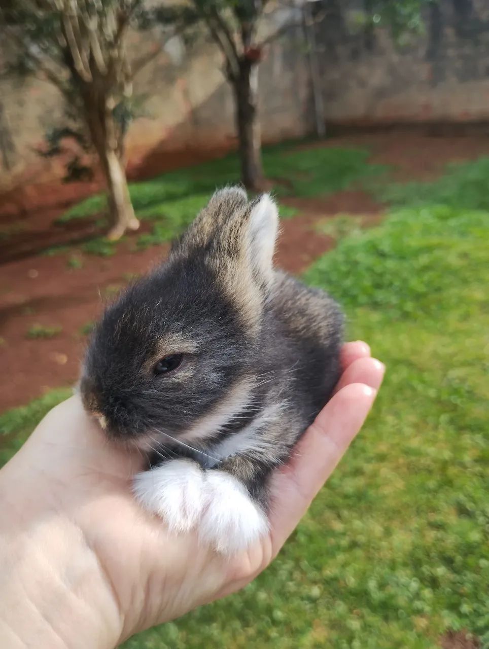 Mini coelho  - Foto 6