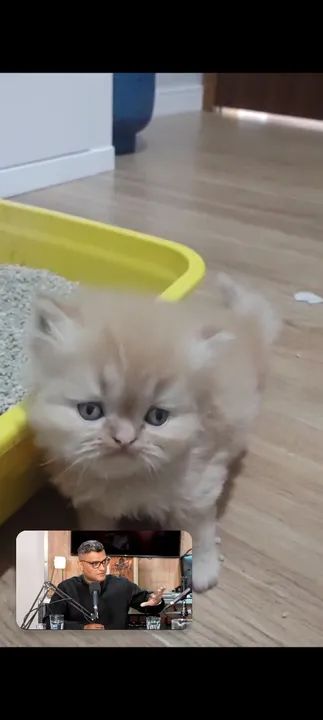 Persa macho creme disponível 