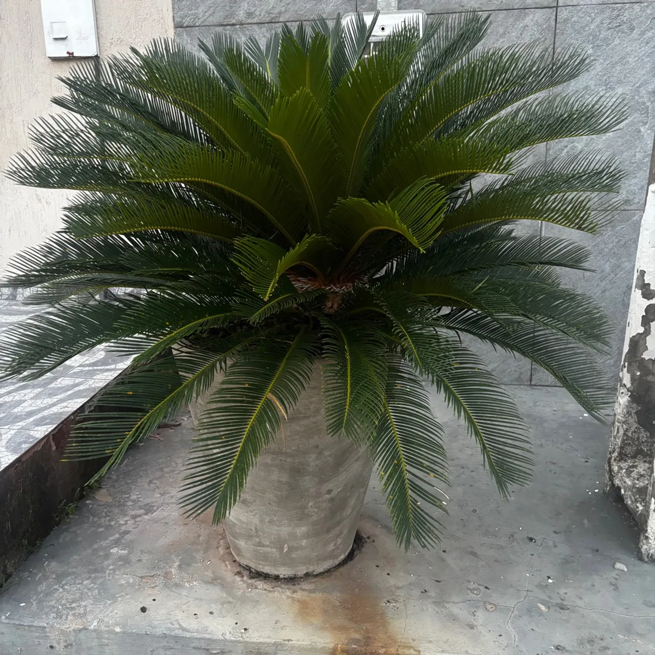 Palheira asiática Cycas Revoluta