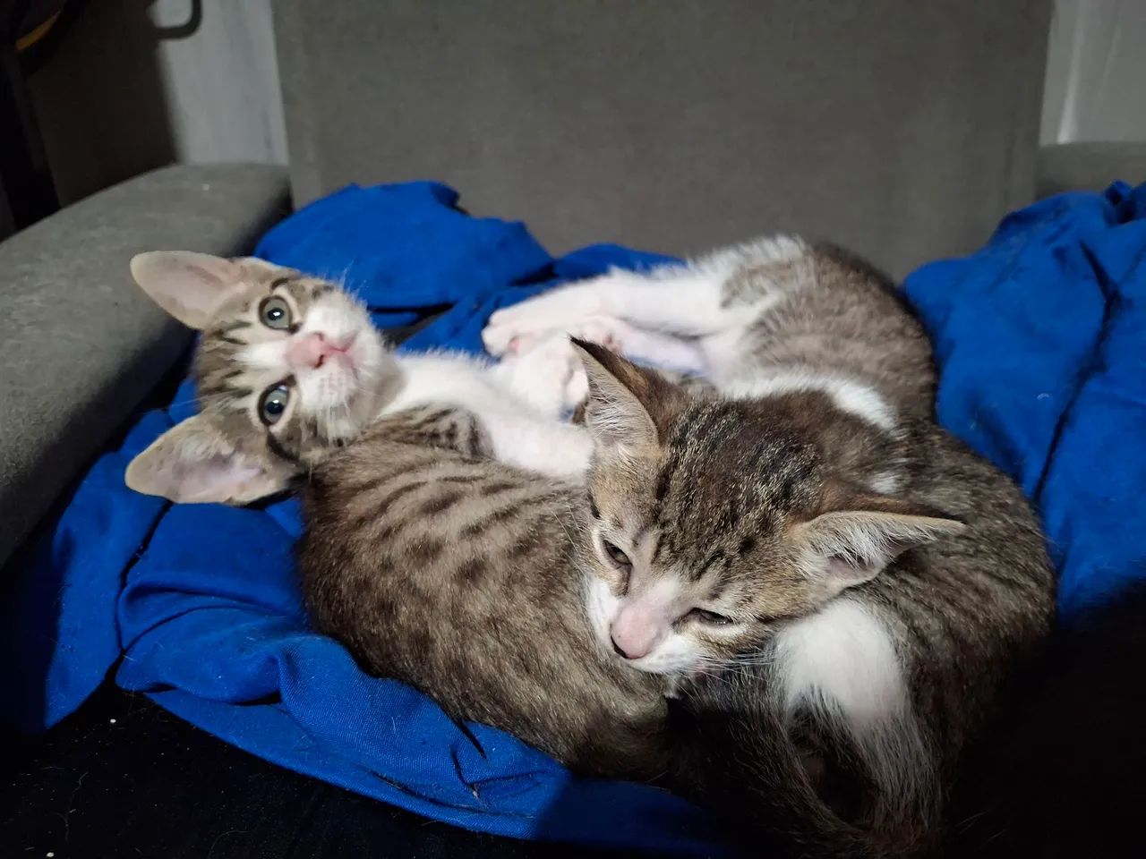 Gatinhosfofinhos para adoção.  Dois macho, duas fêmeas.  - Foto 2