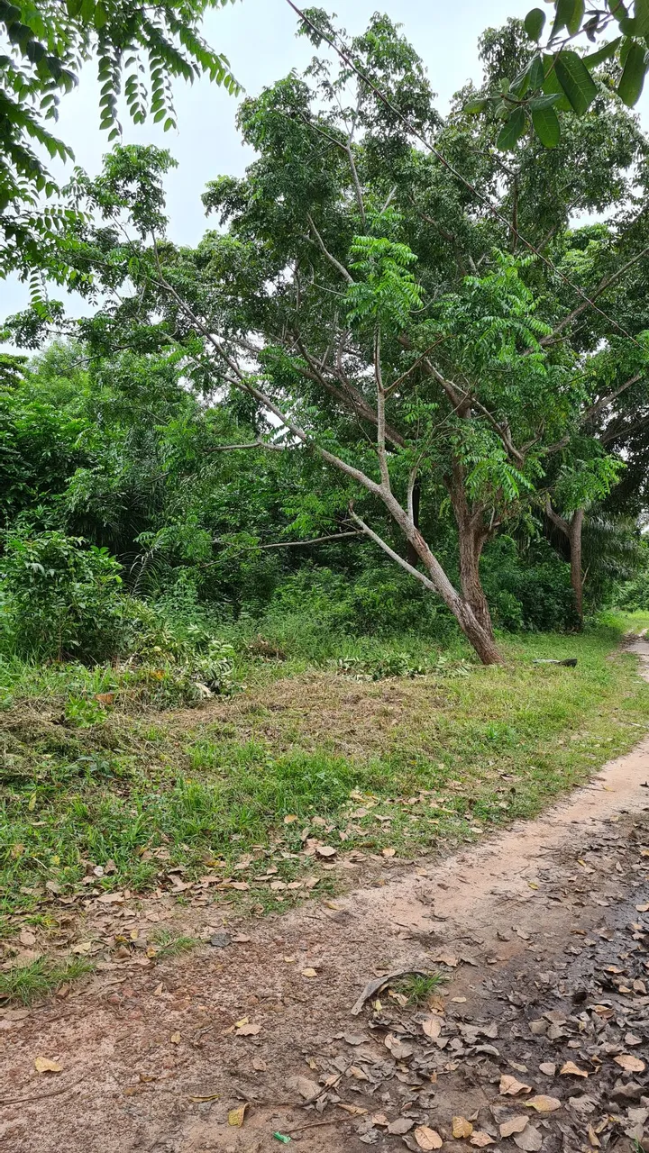 Lote Marajo Salvaterra 10x30m2