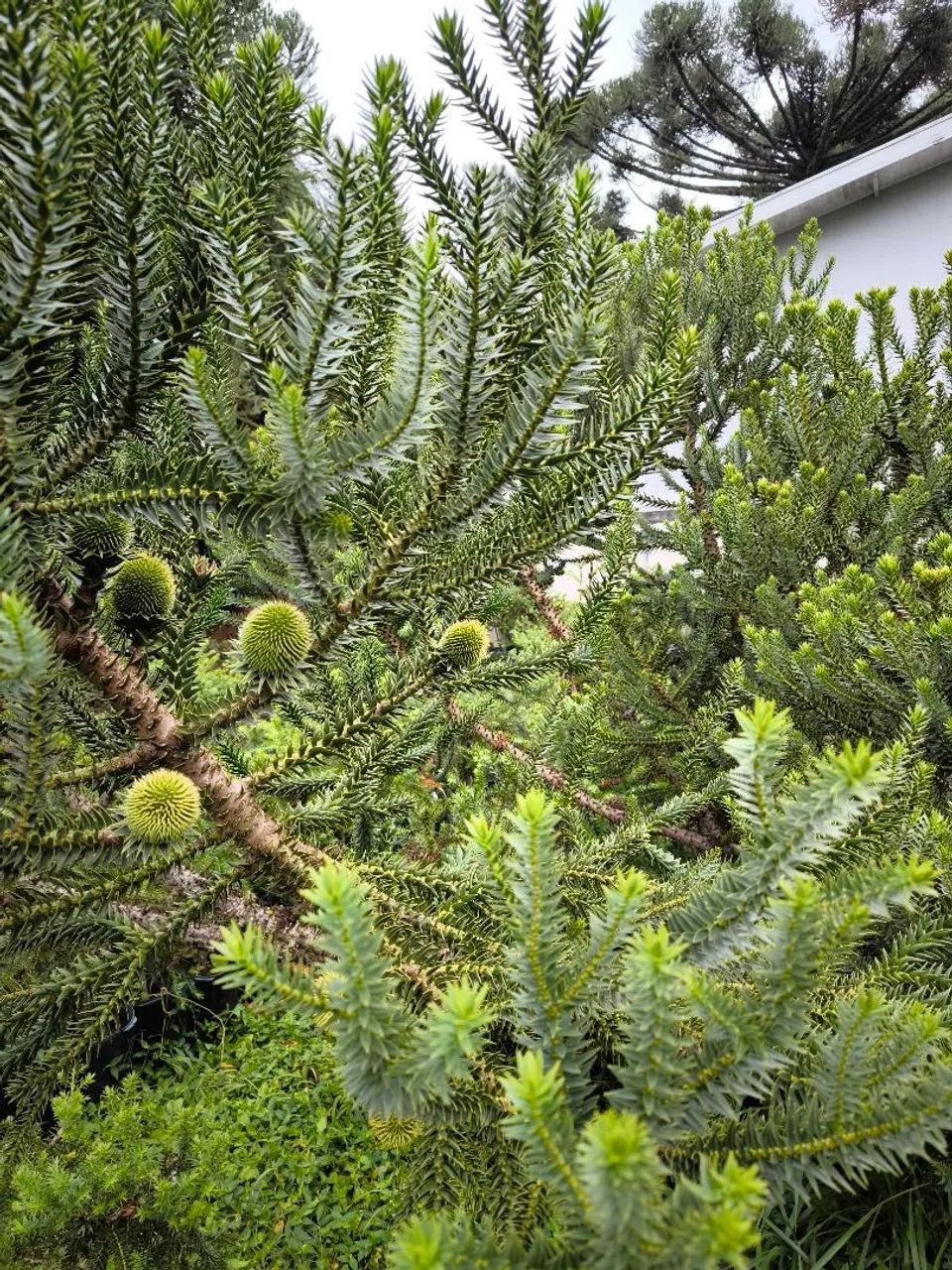 Araucária Enxertada - Alta Produção na altura da mão - Foto 3