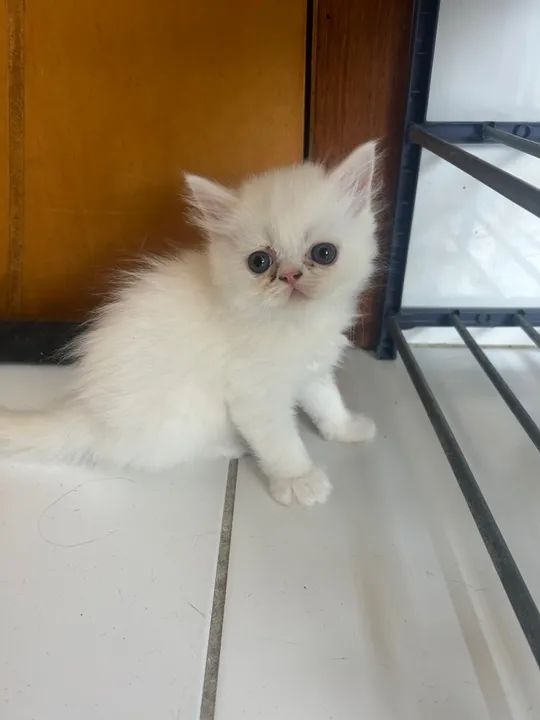 Filhotes persa para venda  - Foto 2