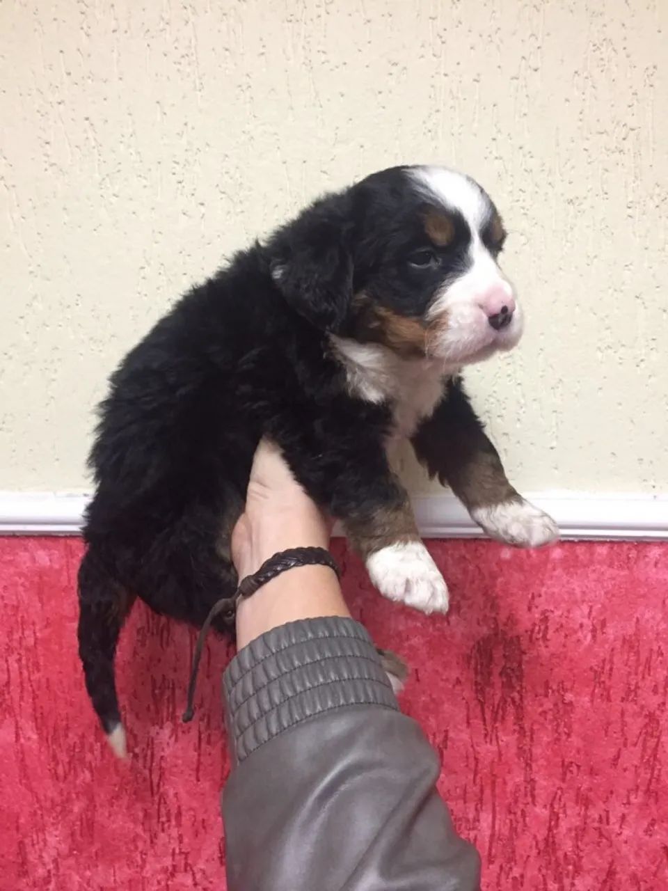 Bernese Mountain Filhote Cachorrinhos de Raça Pura - Saúde Comprovada e Pedigree Oficial!