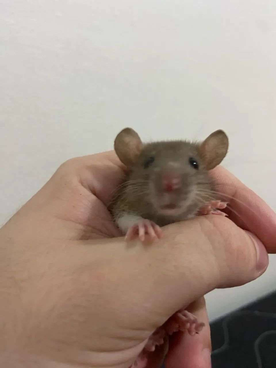 Vendo Ratinhos Filhotes (Raça Twister Standard) - 1 mês e 4 dias - R$50,00 cada - Foto 3