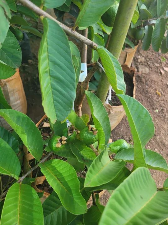 Mudas Frutíferas Enxertadas  - Foto 3