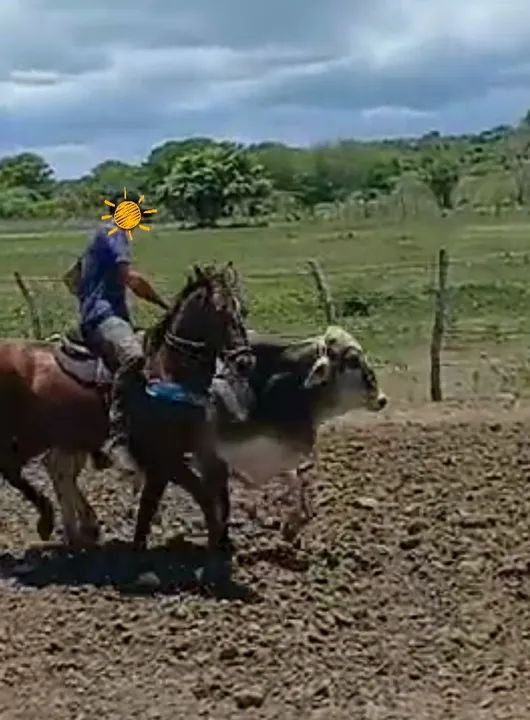 Potro mestiço de QM - Foto 5