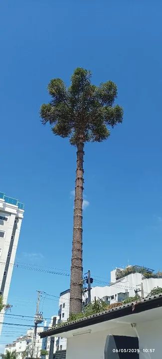 Cortês e podas de árvores  - Foto 2