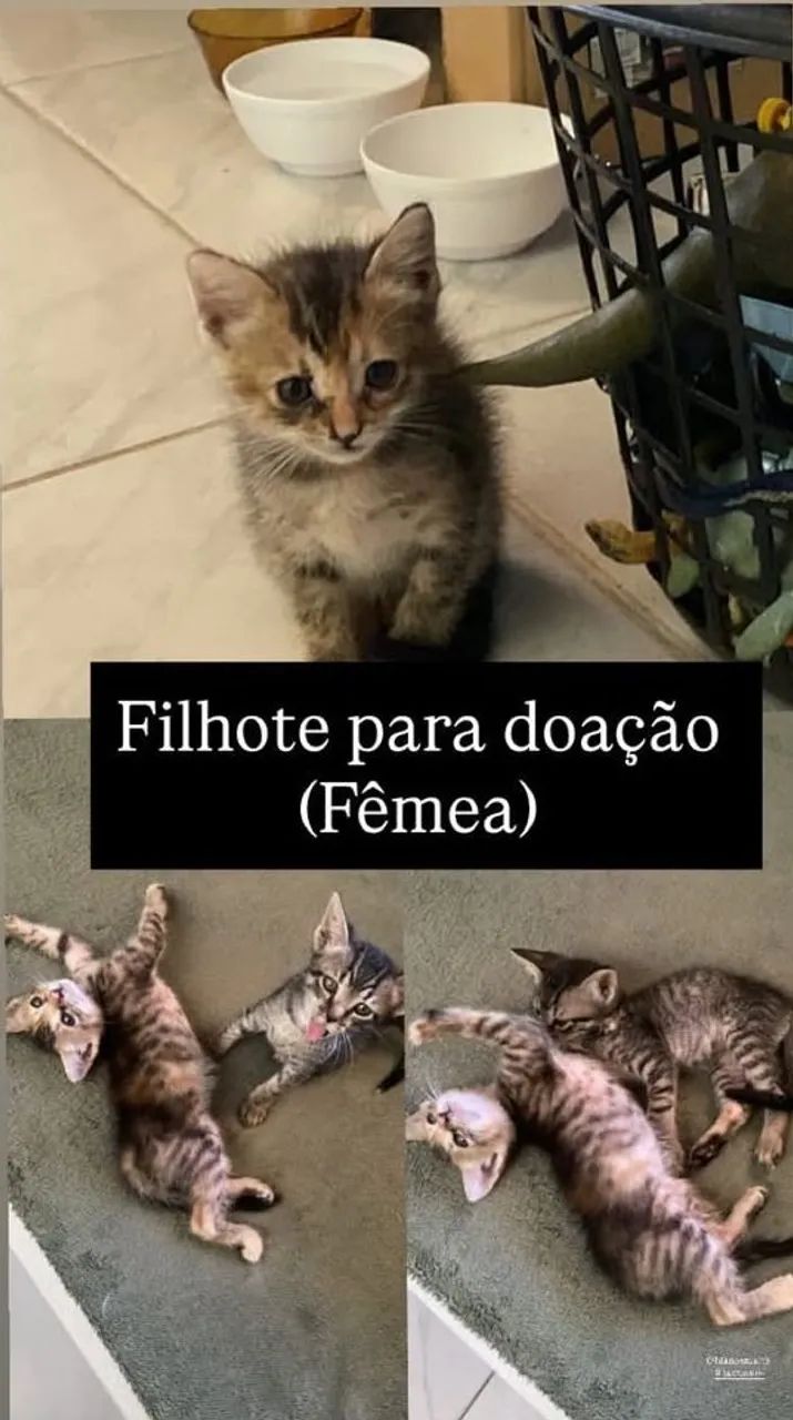 Gatinha abandonada para doação 