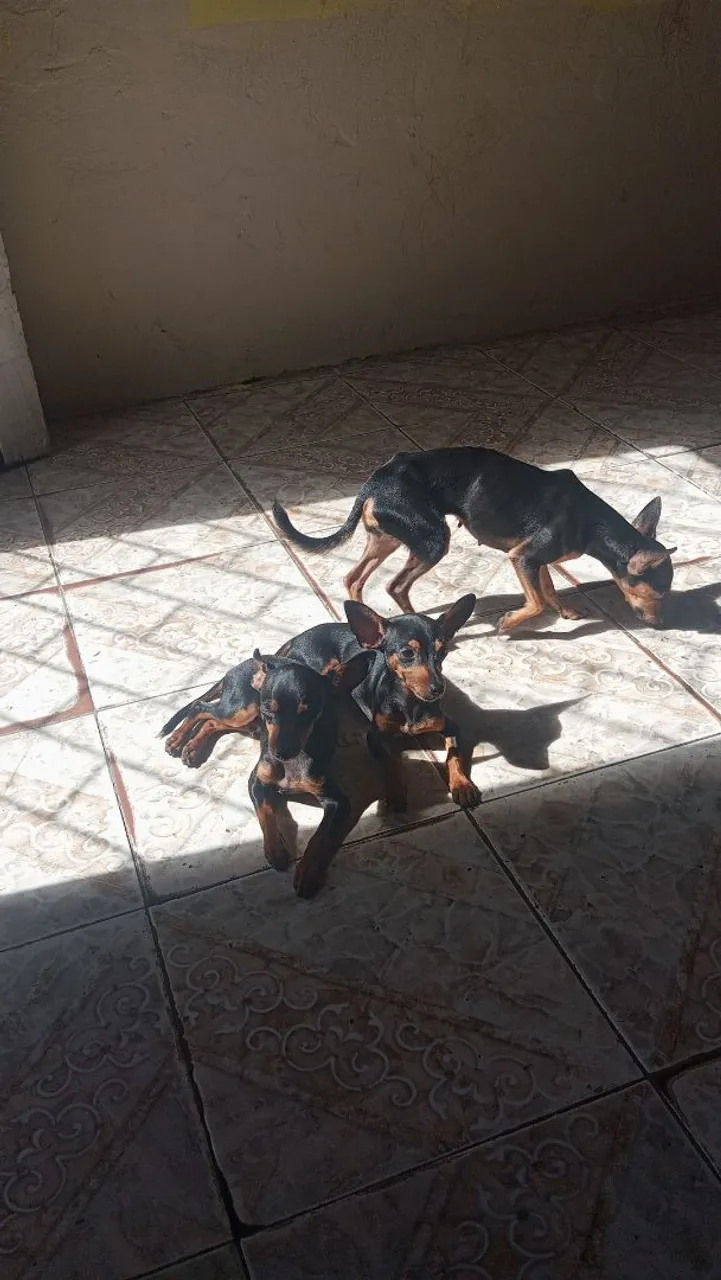 Filhotes Pinscher