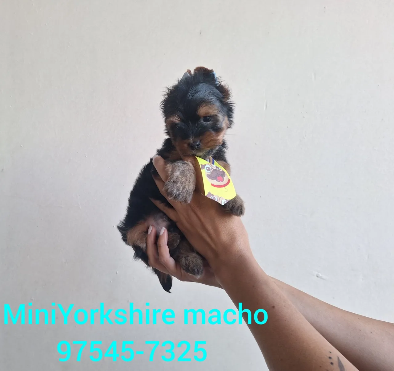 Mini Yorkshire com garantia de saúde
