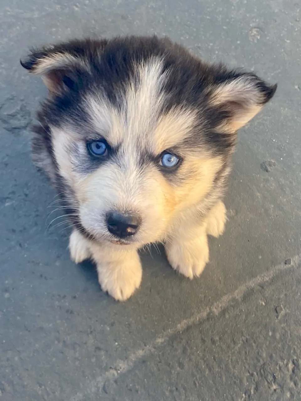 Fêmea Husky Siberiano Preta