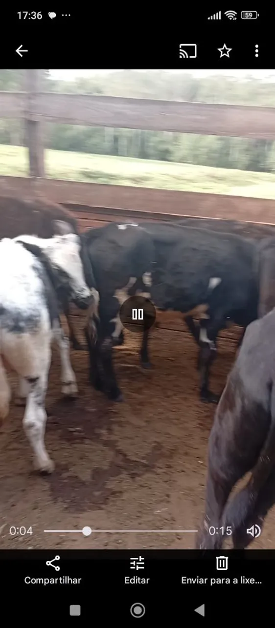 Vende-se bezerros