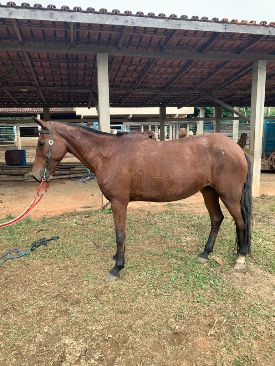 Mangalarga marchador