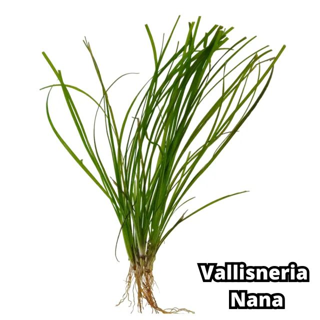 Kit 9 Plantas Naturais Lowtech Aquario 45 Ramos  + Brindes Ludwigia Rotala Bacopa Amania V - Foto 6