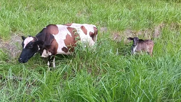 Vendo Vaca jersolando de leite prenha de 2 meses + novilha de 3 meses