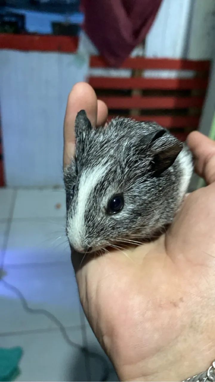 Filhote de porquinho da índia 