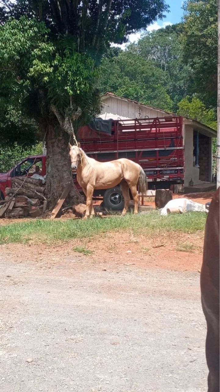 Cavalo Quarto de Milha - Baio - Castrado