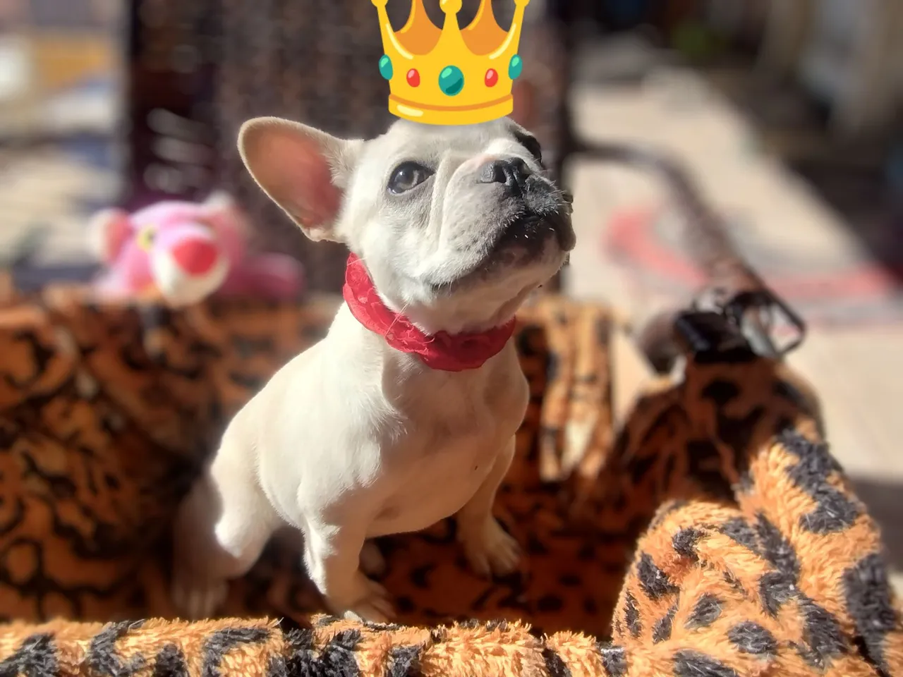 A MAIS BELA FILHOTE BULLDOG 